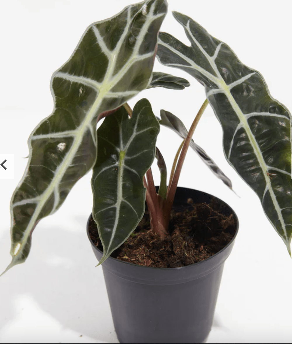 Alocasia Jacklyn in black pot